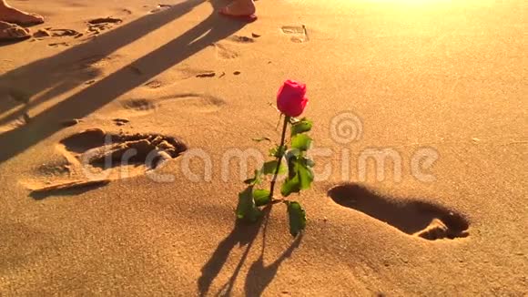 巴西巴伊亚海滩上的耶曼加节玫瑰视频的预览图