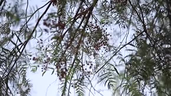 粉红色的胡椒在树上热带小辣椒喜马拉雅山胡椒浆果视频的预览图