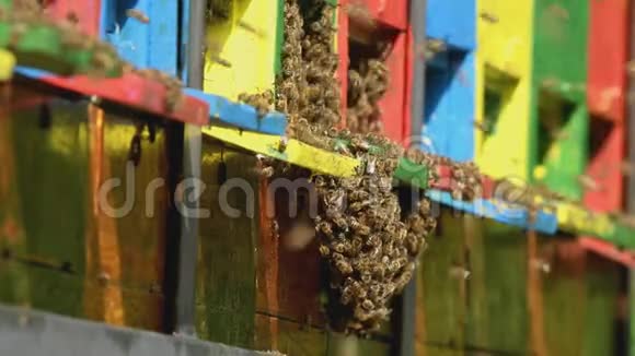 蜂箱周围飞来飞去的蜂群视频的预览图