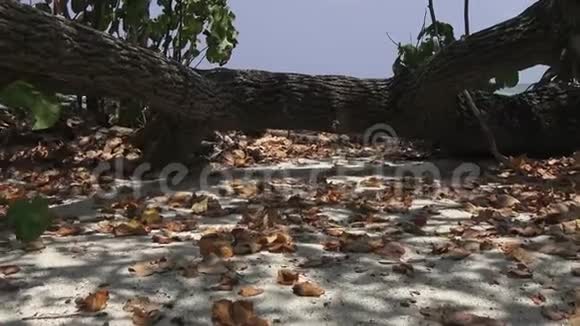 落叶树和干燥的叶子在沙子上马尔代夫视频视频的预览图