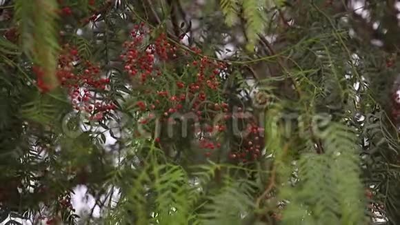 粉红色的胡椒在树上热带小辣椒喜马拉雅山胡椒浆果视频的预览图
