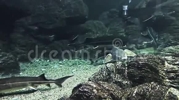 鲟鱼漂浮在海洋水族馆的水下视频的预览图