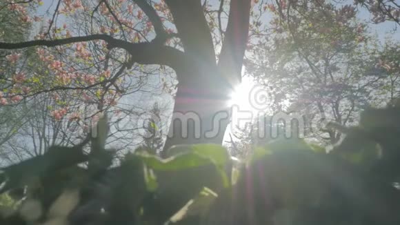 春天的自然太阳沿着木兰树树干移动视频的预览图