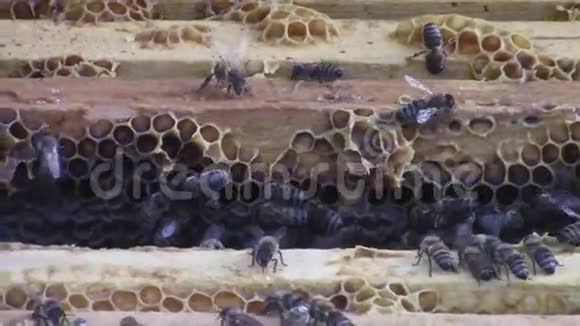 蜜蜂蜂巢框架拆除视频的预览图