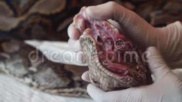 外科医生正在给蟒蛇做网状手术野生动物兽医服务视频的预览图
