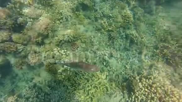 游泳和水下珊瑚礁视频的预览图