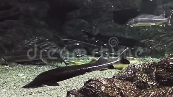 鲟鱼漂浮在海洋水族馆的水下视频的预览图