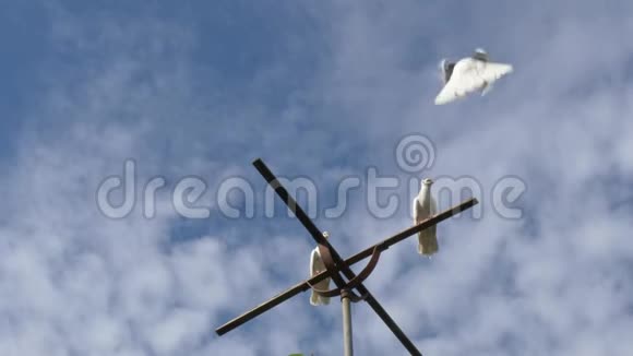 白色鸽子在十字架上对抗天空视频的预览图
