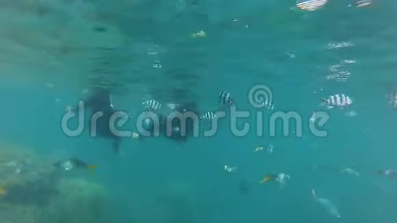 潜水及带鱼的珊瑚礁视频的预览图