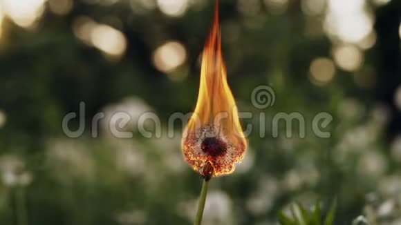 蒲公英在火中燃烧慢动作视频的预览图