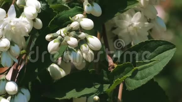 白香野樱植物开花视频的预览图