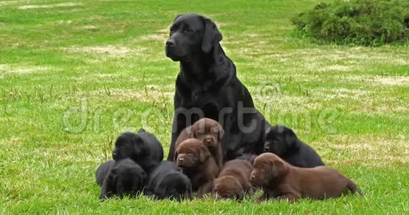 黑色拉布拉多猎犬草地上的黑和棕色小狗诺曼底慢动作视频的预览图