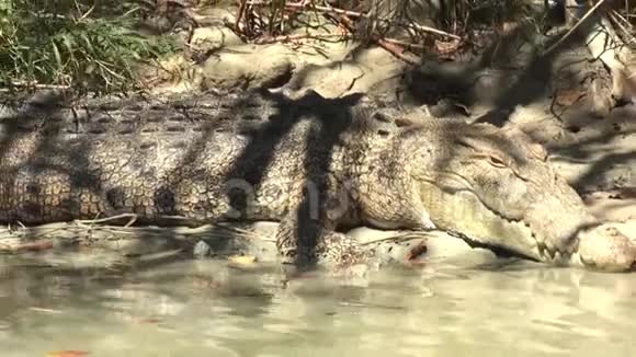 澳大利亚鳄鱼河卡卡杜鳄鱼靠在河岸上观察我们视频的预览图