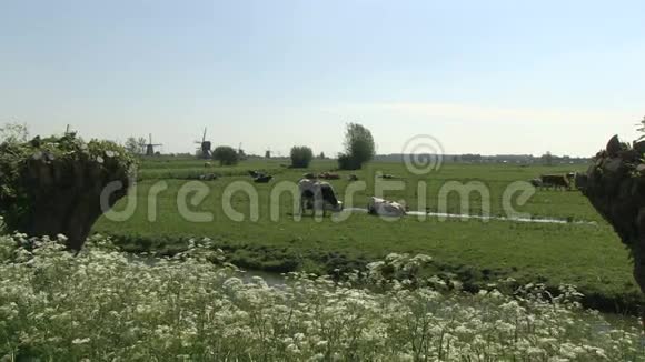 在荷兰草地上放着风车视频的预览图