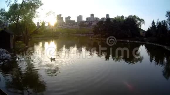 湖景和鸭子视频的预览图