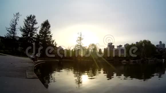 湖景和鸭子视频的预览图