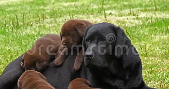 黑色拉布拉多猎犬草地上的黑和棕色小狗诺曼底慢动作视频的预览图