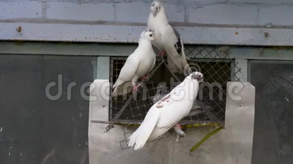 白色鸽子在十字架上对抗天空视频的预览图