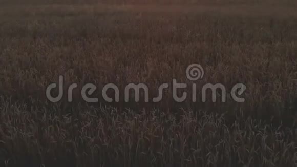 空中展开拍摄日落麦田的画面显示金色的谷物作物在风中慢慢移动小麦是草视频的预览图