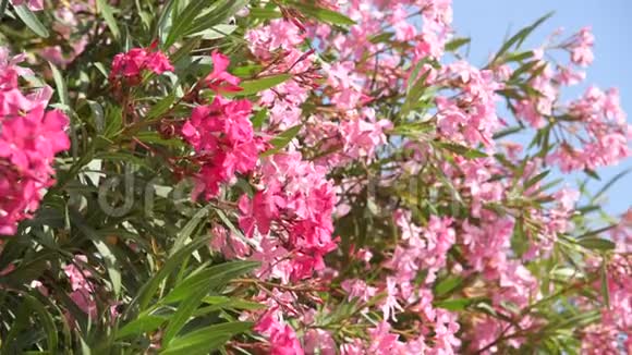 在阳光明媚的日子里美丽的粉红色盛开的夹竹桃视频的预览图