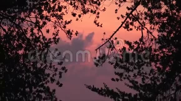 在红日落的背景下落叶树的枝条马尔代夫视频视频的预览图