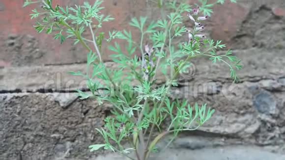 植物从混凝土中生长出来穿过沥青视频的预览图