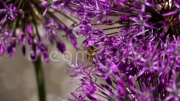 洋葱花上的蜜蜂视频的预览图