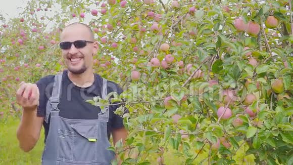 苹果园里一个心满意足的农民正在测试他的收成农业的成功视频的预览图