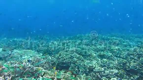 完整的珊瑚礁有硬珊瑚和不同的热带鱼丰富多样的鱼类视频的预览图