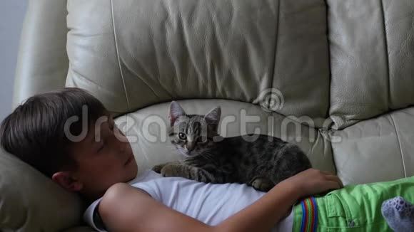 沙发上有猫的可爱小男孩视频的预览图