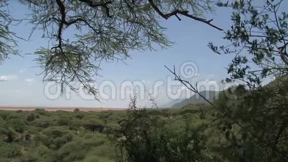平坦大草原上的树木和灌木视频的预览图
