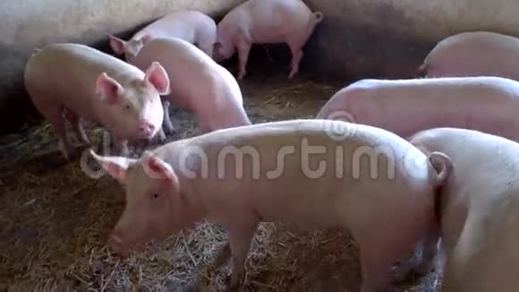 猪在吃稻草视频的预览图
