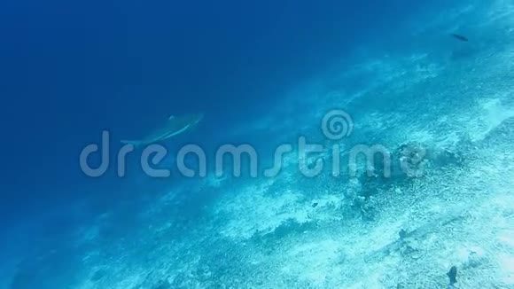 海底珊瑚礁猎捕黑鳍鲨视频的预览图