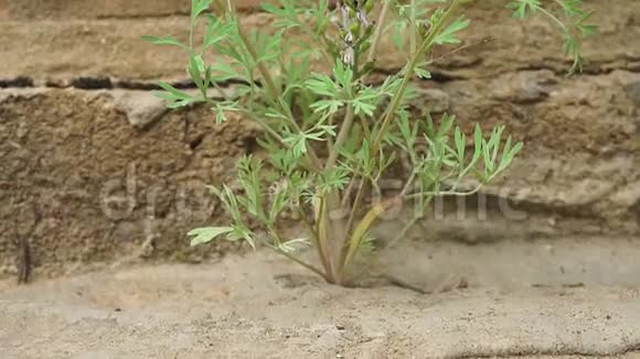 植物从混凝土中生长出来穿过沥青视频的预览图