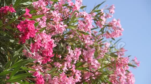 在阳光明媚的日子里美丽的粉红色盛开的夹竹桃视频的预览图