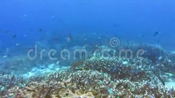 令人叹为观止的未受破坏的珊瑚品种和许多鱼类视频的预览图