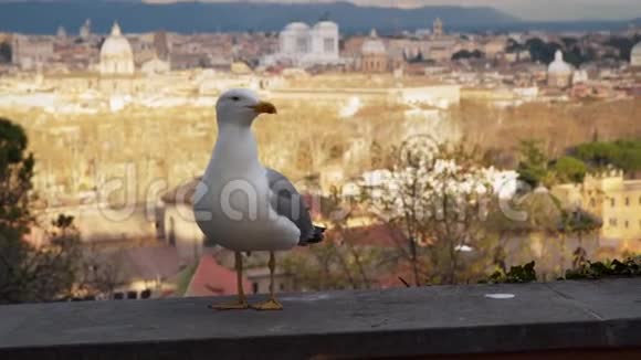 意大利罗马历史建筑背景下的海鸥视频的预览图