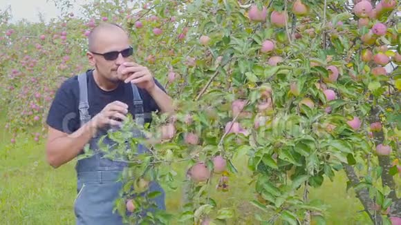 苹果园里一个心满意足的农民正在测试他的收成农业的成功视频的预览图