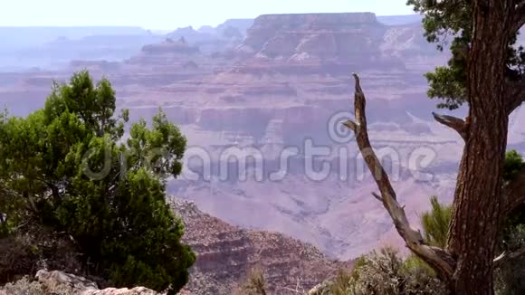 亚利桑那州大峡谷从大峡谷通过树木缩小视频的预览图
