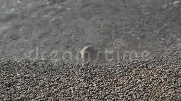 平静的大海海滩上的岩石和卵石干净的水视频的预览图
