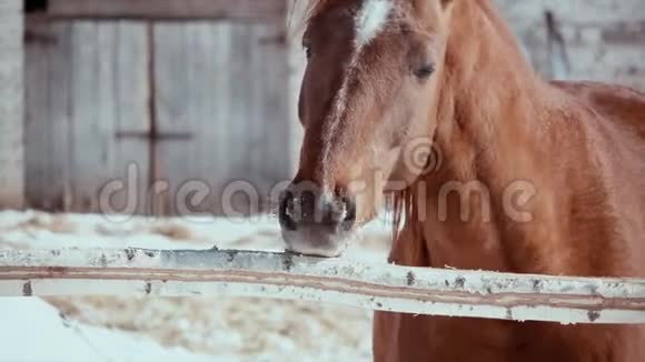 冬天阳光明媚寒冷的一天一匹饥饿的马咬一根杆子视频的预览图