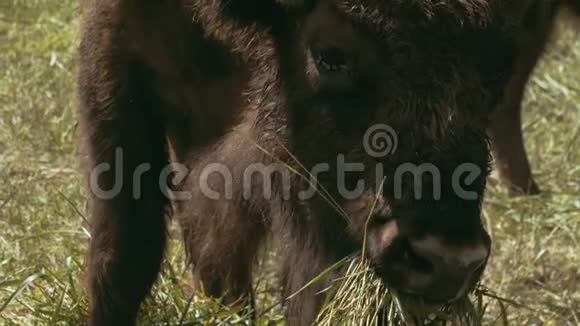 欧洲野牛嚼草视频的预览图