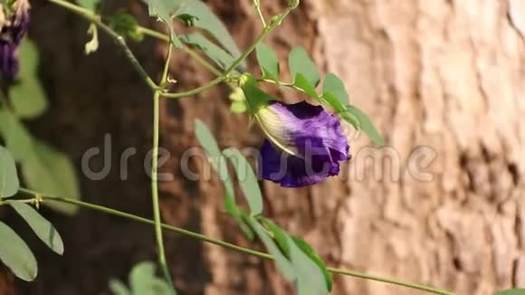 紫色豌豆花背景是绿叶树皮视频的预览图