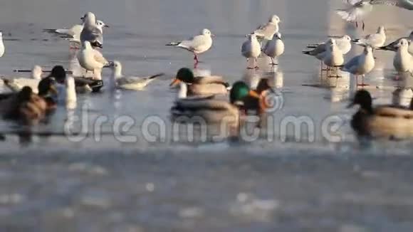 冬天的鸭子和海鸥视频的预览图