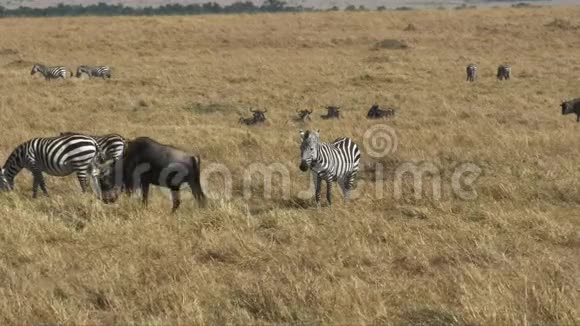 肯尼亚马萨伊马拉的斑马和王尔德贝斯特视频的预览图