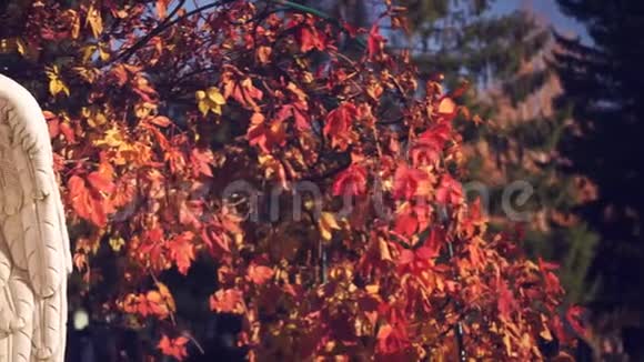 秋叶背景下的白色天使视频的预览图