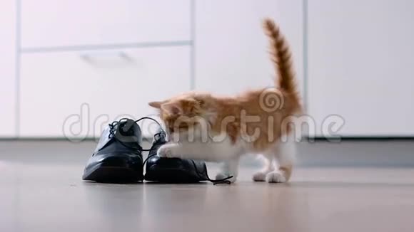 小猫与男人鞋子视频的预览图