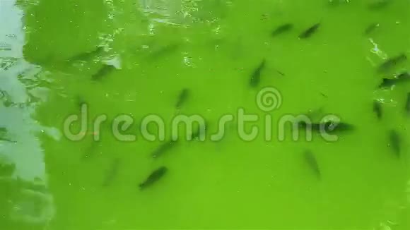 绿塘带鱼视频的预览图