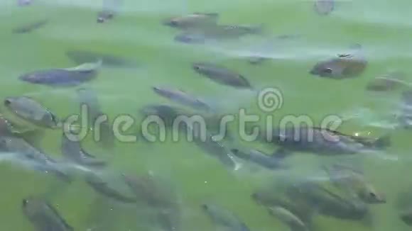 池塘里的小鱼视频的预览图