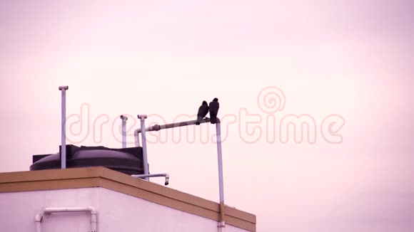 黑乌鸦坐在房子的顶部视频的预览图